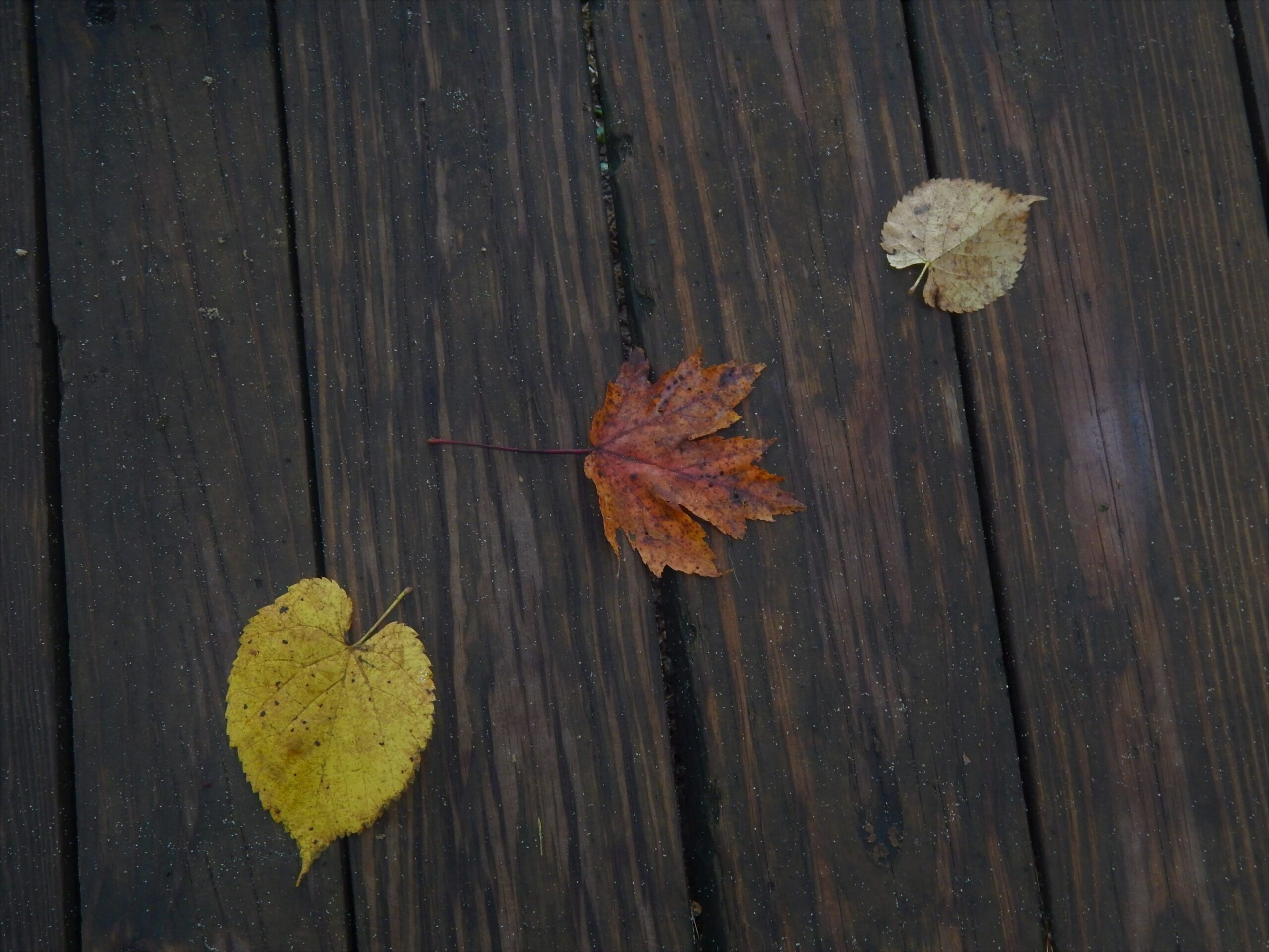 three autumn leaves of different colours