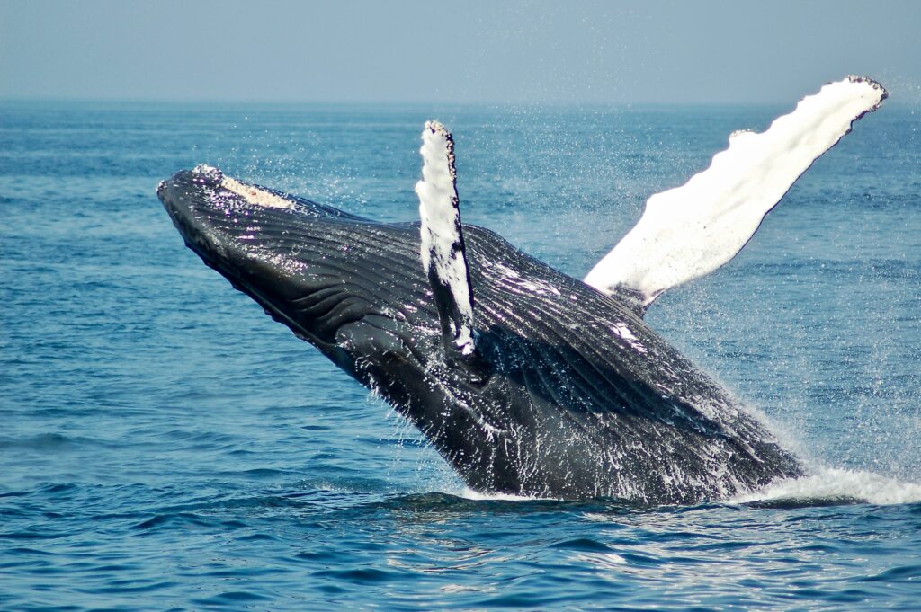 Whale back flip